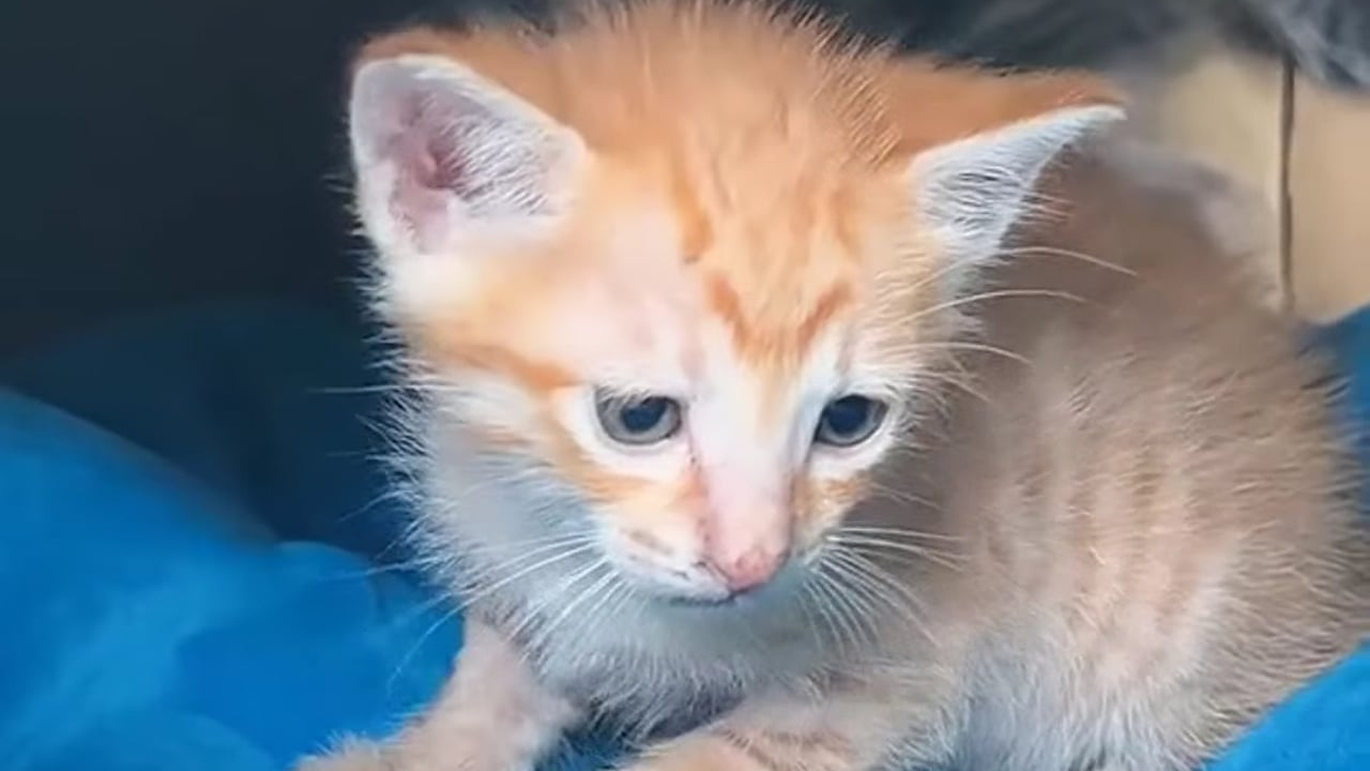 [Part 2] : D0106051_rescue kitten_part 2