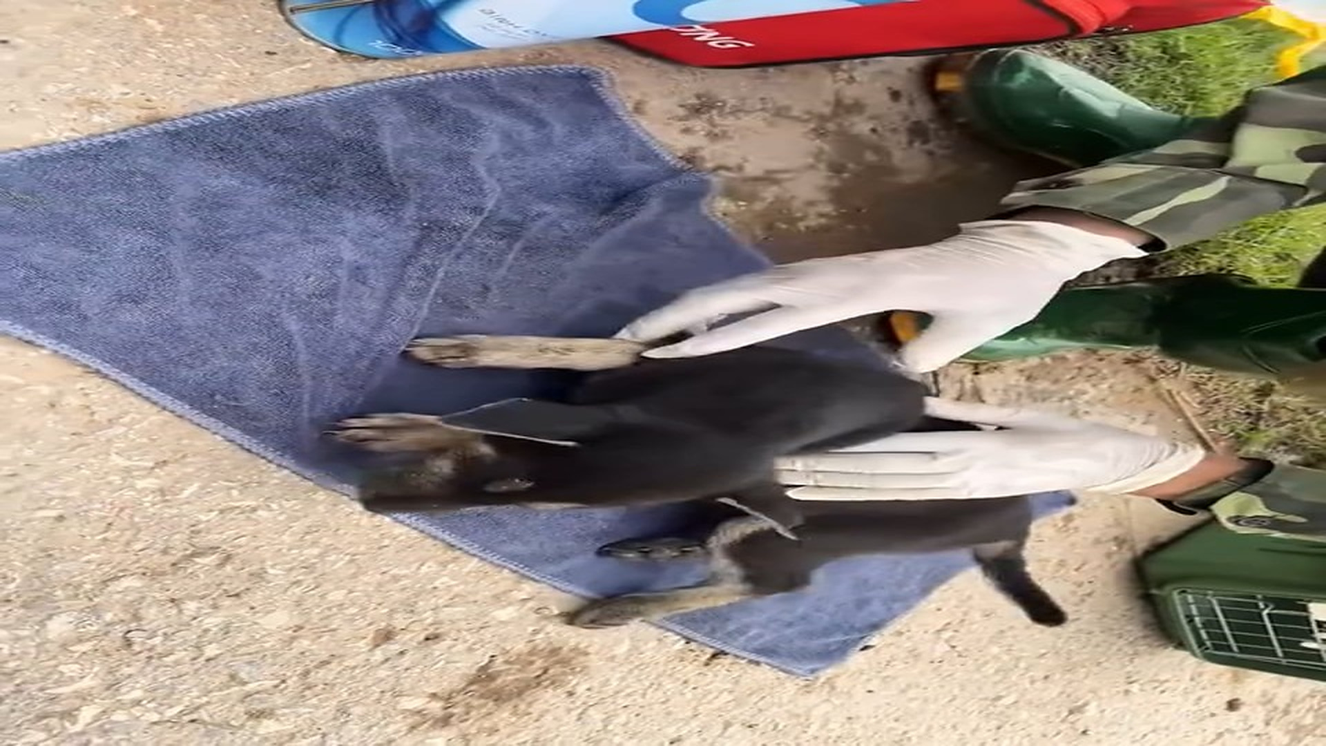 [Part 2] : D0106066_1.4K views reactions man rescued puppy #rescue #rescuedog #rescuepuppy #rescueanimals #dog #dogsoftiktok #puppy #animal