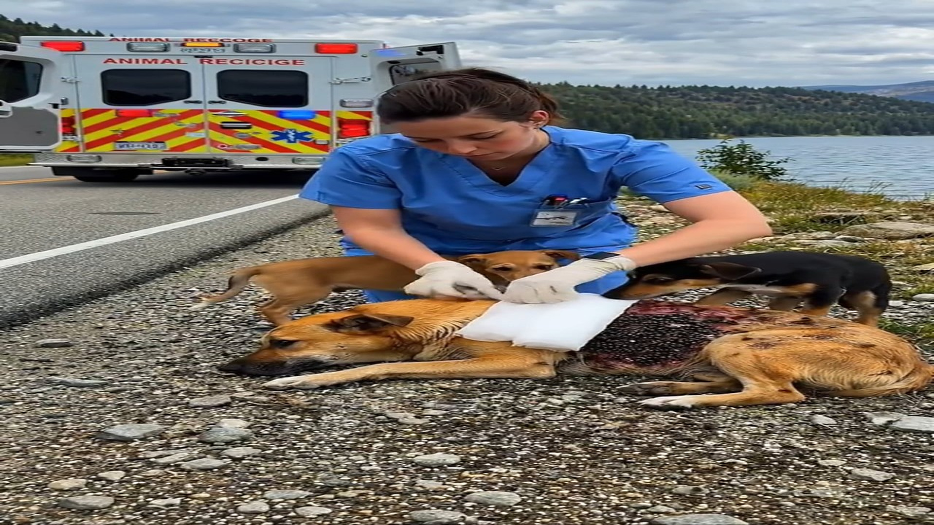 [Part 2] : D1606001_1.3K views 44 reactions She Was Dying on Road Then a Miracle Happened! #injureddog #str_Part 000