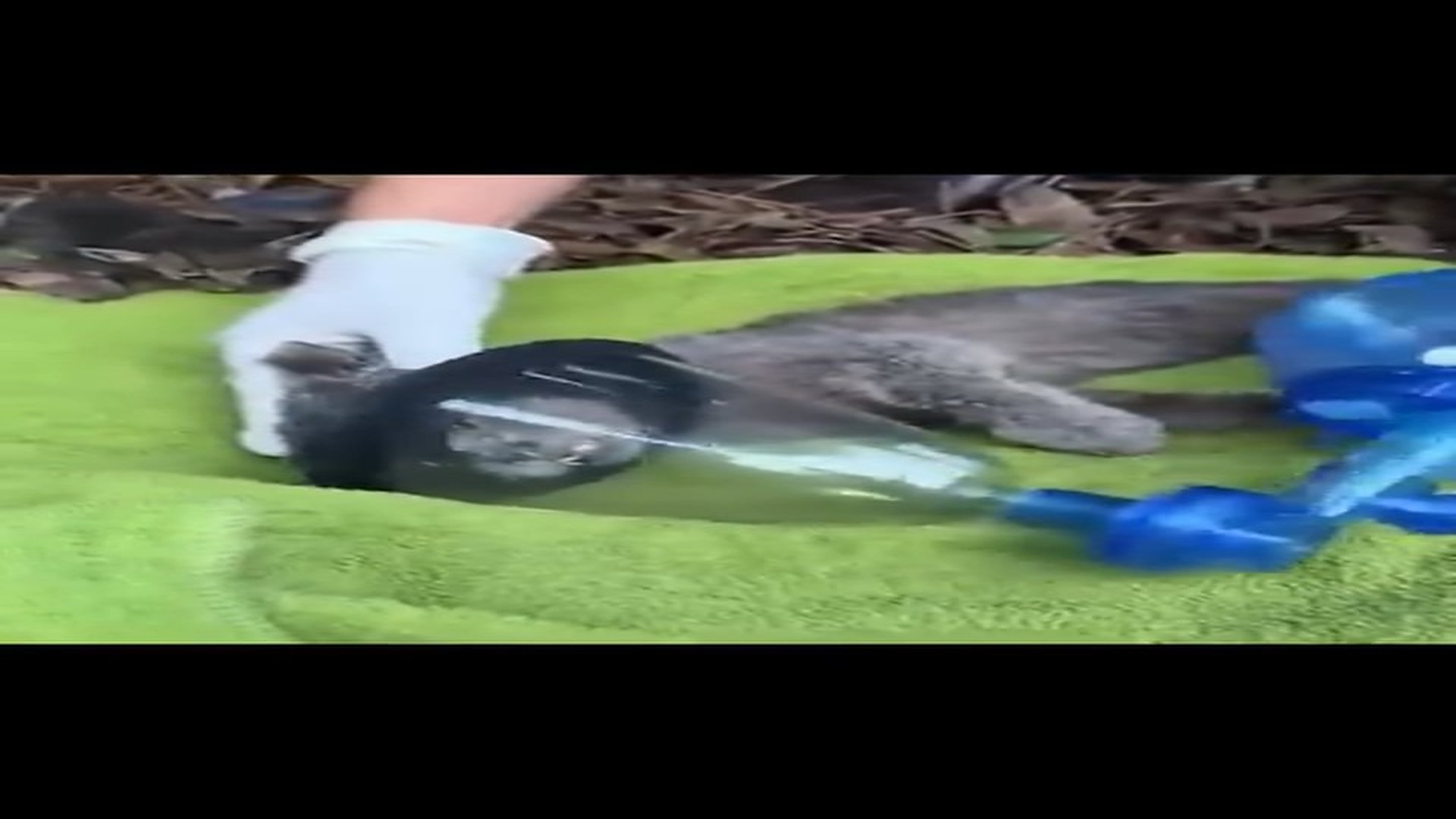 [Part 2] : D0106121_4.8K views reactions #animal #animalrescue #cat #dog #fypシ viralシfypシ viralシalシ Dogs Cats Resxue_part 2