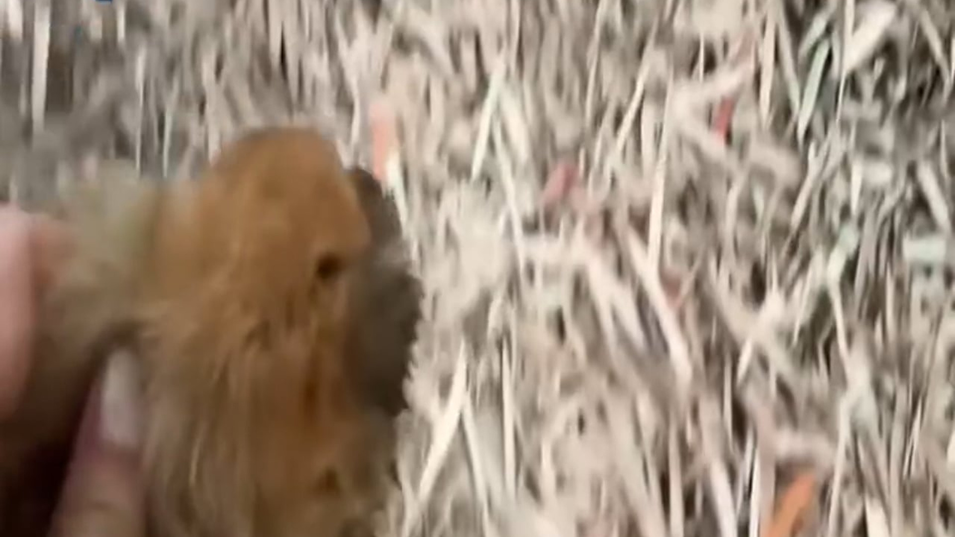 [Part 2] : D0106156_Tragic Loss Rescuer Desperate Effort to Save Severely Injured Puppy Ends in Heartbreak_part 2