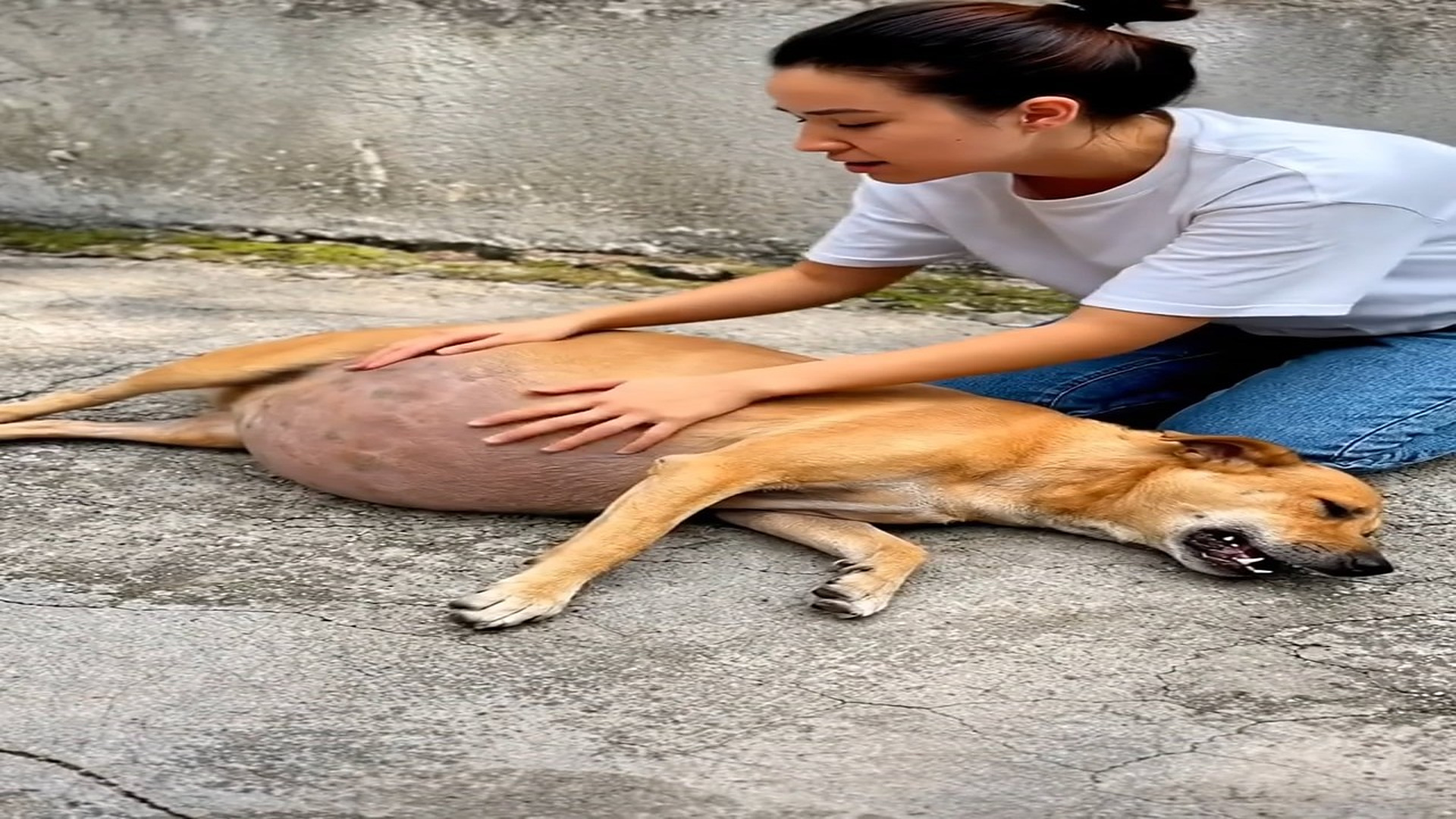 [Part 2] : D2206047_342K views 4.3K reactions Dog rescue 1 A pregnant dog was crying in pain by roadside_part 2