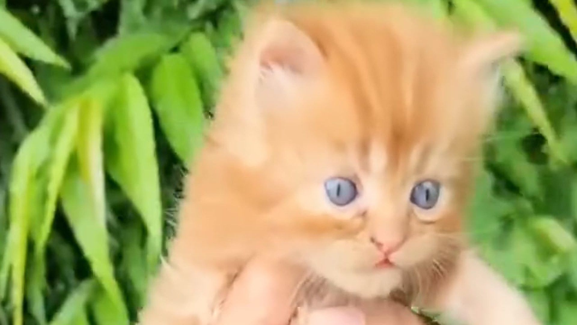 [Part 2] : D0106191_reactions Save desolate kittens who have given up hope of ever seeing their mother again. All brand_part 2