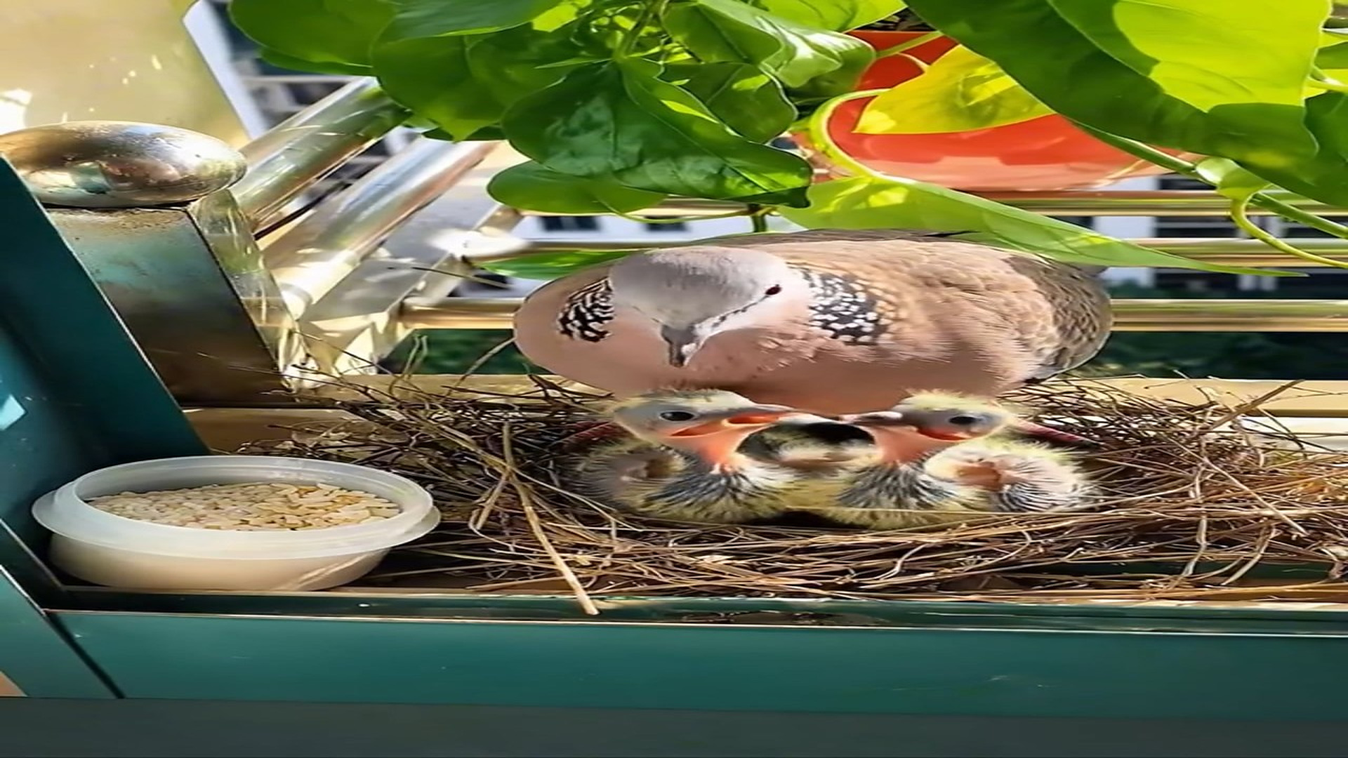 [Part 2] : D2706001_372K views 11K reactions A woman helped mother turtle dove to raise her babies #birds #cute_part 2