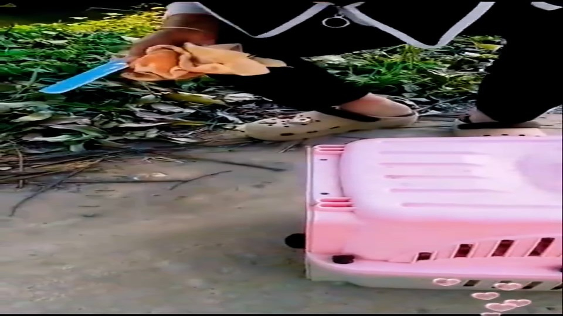 [Part 2] : D0106271_Rescue stray cat in wild_part 2