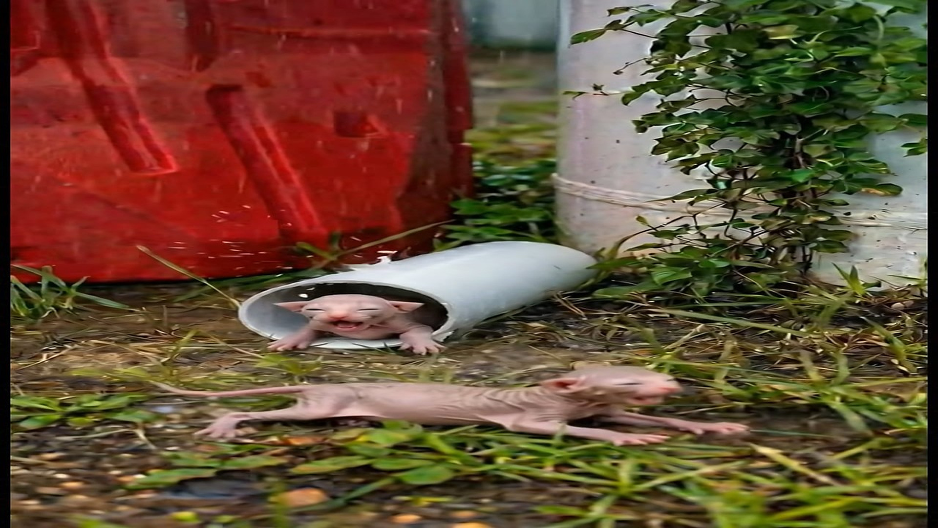 [Part 2] : D0107191_31K views 644 reactions Two Tiny Kittens Were Dying in Rain Until One Man Saved Them #c