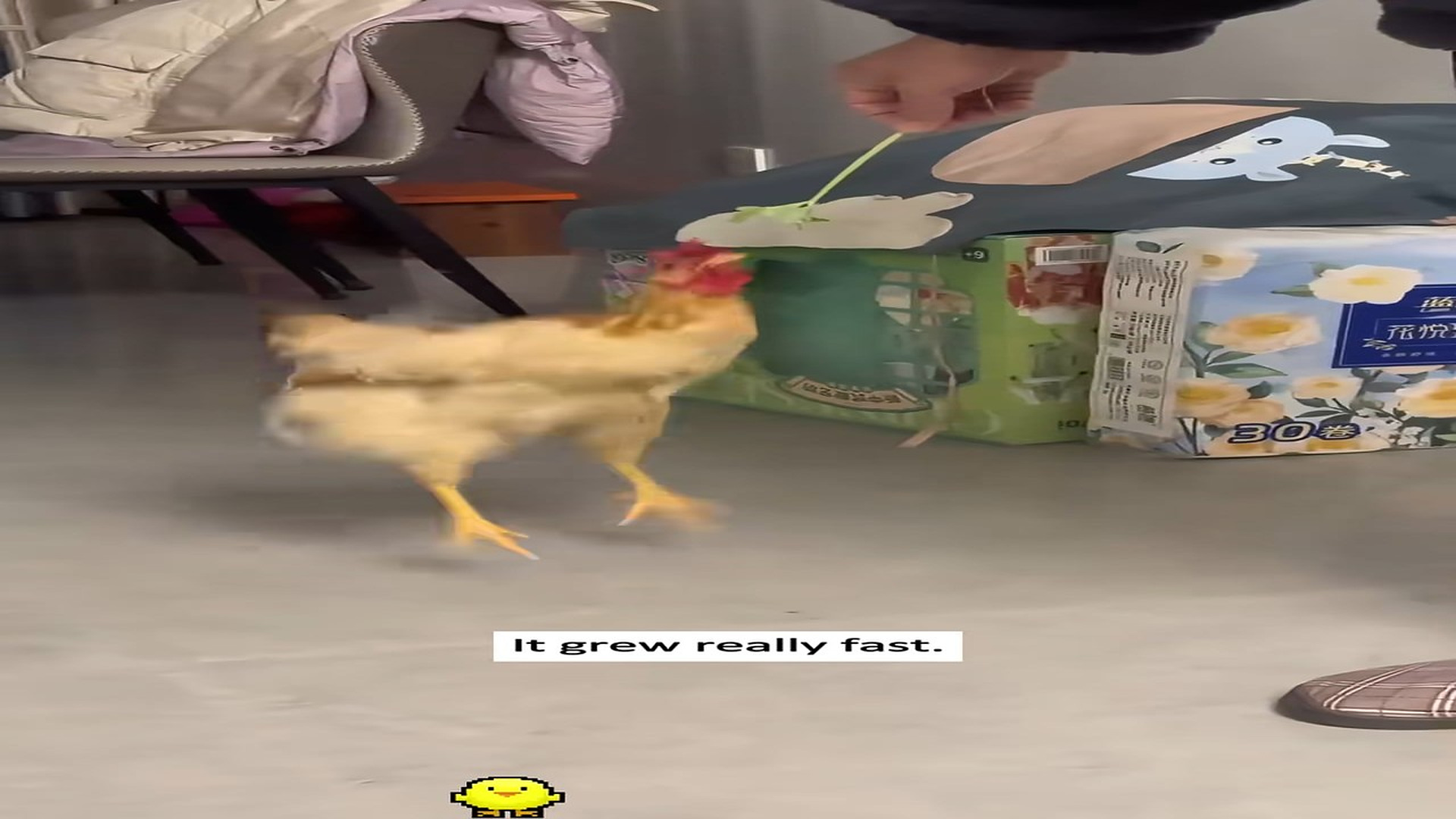 [Part 2] : D0207071_I thought it was just a baby chick rescue,but I never expected…#animalrescue #chick #lovestory❤️ #fy_part 2