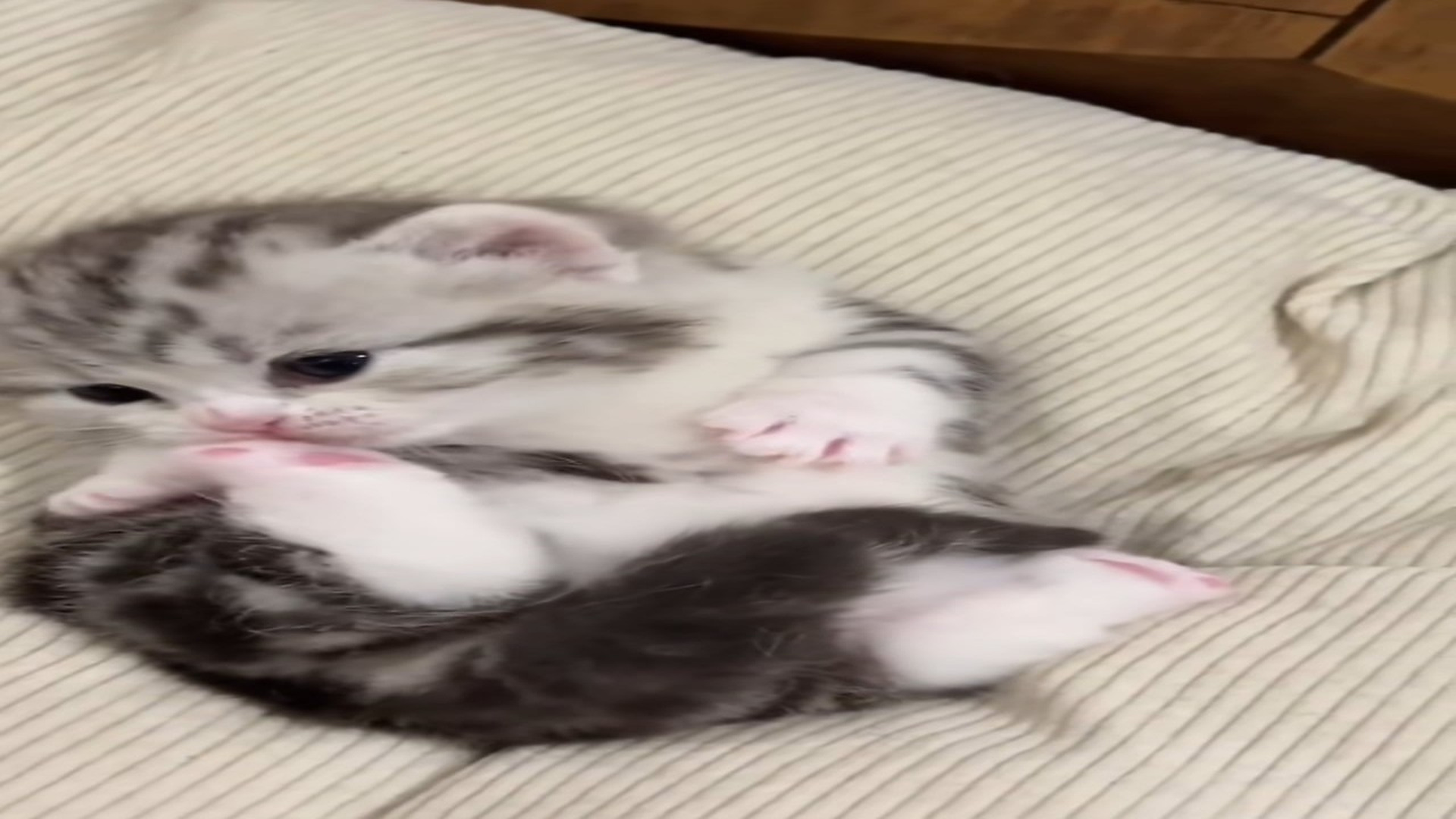 [Part 2] : D2906071_Rescue cat#animals #rescue #rescueanimals #cat (1)_part 2