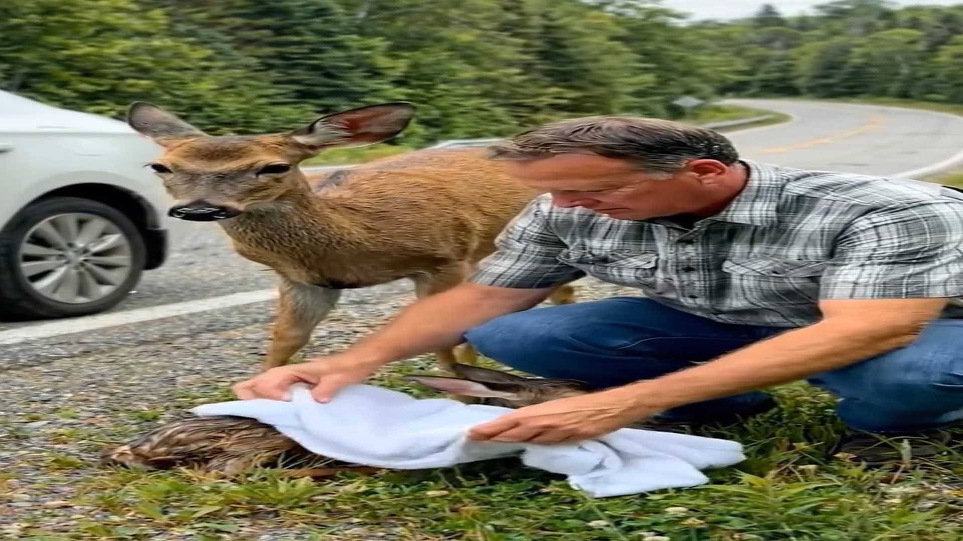 [Part 2] : D2707286_A rare moment A mother deer gives birth right by roadside, a man steps in just in time to h_part 2