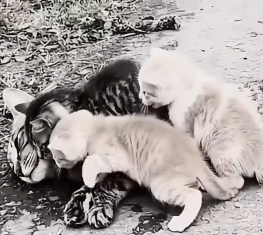 The Mother Cat Who Refused to Leave Her Kittens