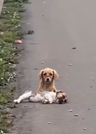 The Little Dog Waiting Beside the Endless Highway